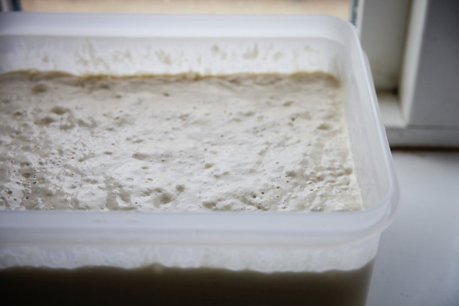 happy sourdough starter that has been maintained