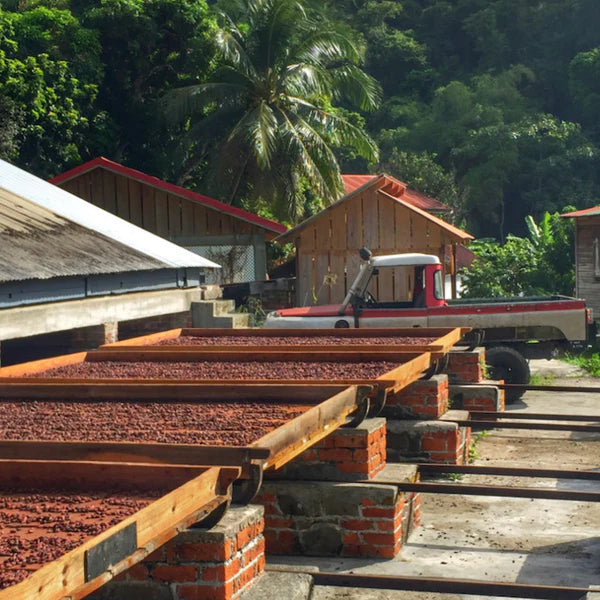Grenada single origin chocolate cacao farm
