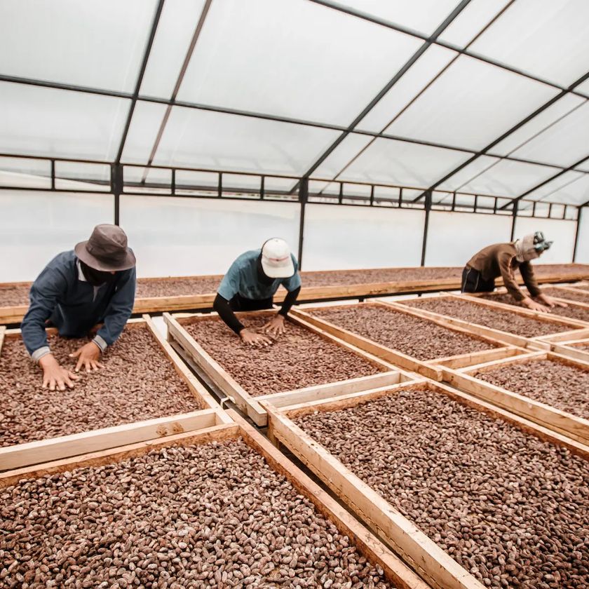 Bali single origin chocolate cacao farm