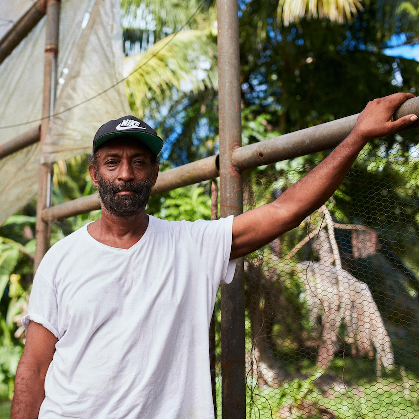 Farmer standing in Jamaican single origin chocolate cacao farm