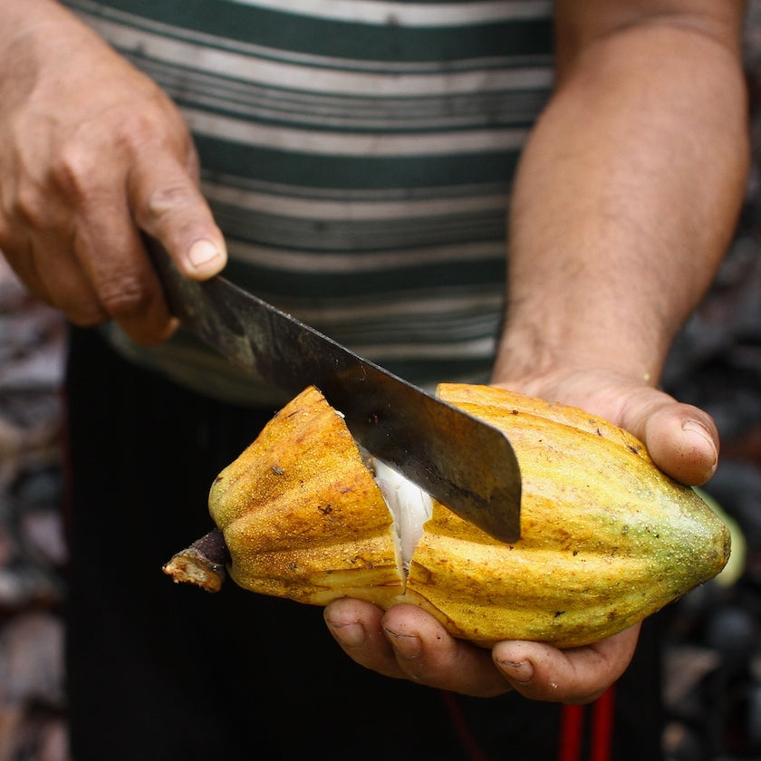 Peru single origin chocolate cacao farm