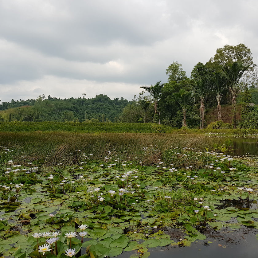 Solomon Islands single origin chocolate cacao farm