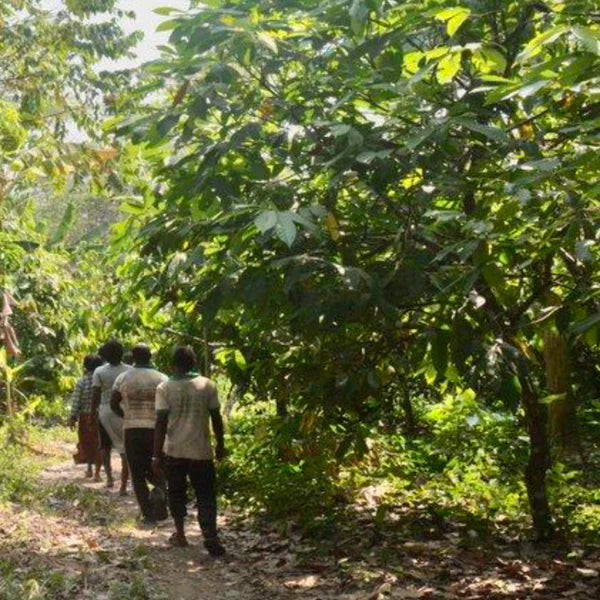 The chocolate farm in Togo that Pump Street sources chocolate from
