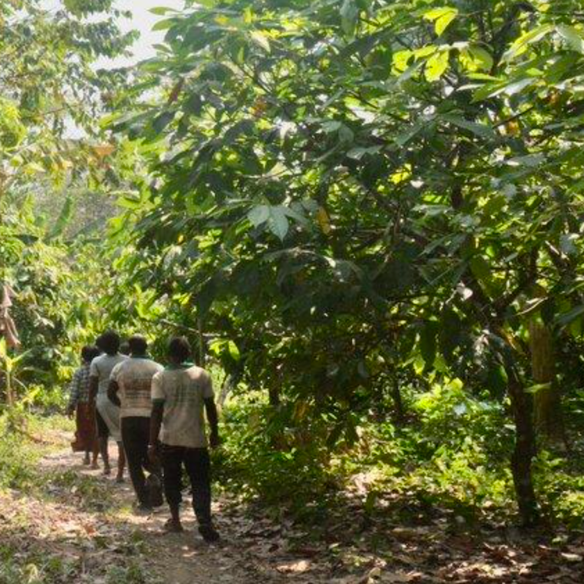 Togo single origin chocolate cacao farm